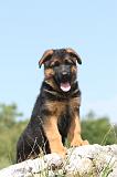 BERGER ALLEMAND 176